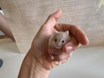 Hamster, Hamster, Augustus, Meerdere dieren, Tam