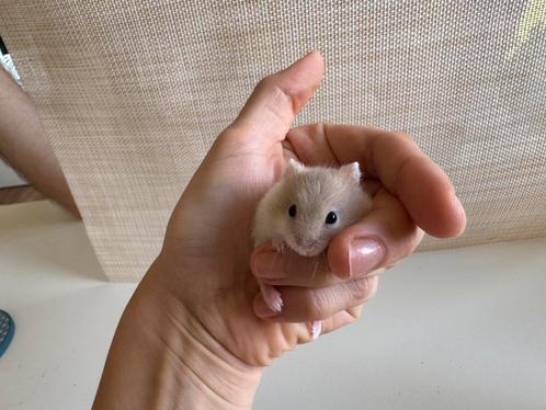 Hamster, Dieren en Toebehoren, Knaagdieren, Meerdere dieren, Hamster, Augustus, Tam
