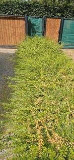 Buxus achtige GRATIS!, Ophalen, Buxus