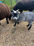 Geit bokje, Dieren en Toebehoren, Schapen, Geiten en Varkens, Mannelijk, Geit, 0 tot 2 jaar