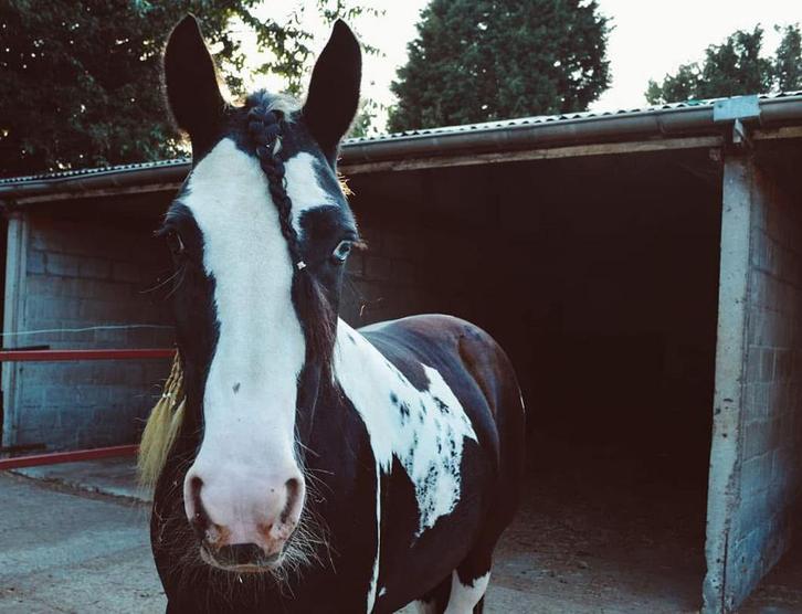 Halve stal, Dieren en Toebehoren, Paarden
