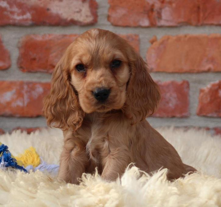 Engelse Cocker pups, Dieren en Toebehoren, Honden | Retrievers, Spaniëls en Waterhonden, Reu, Spaniël, Fokker | Professioneel