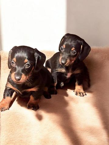 teckel pups,teefjes,dwerg