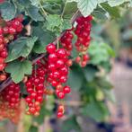 Rode en roze aalbessen/trosbessen 4€, Ophalen, Vaste plant, Halfschaduw, Fruitplanten
