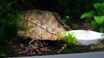 Hobbyaquarium  Crystal Red garnalen Zondag 9 juni 12/17uur, Homard, Crabe ou Crevette, Poisson d'eau douce, Banc de poissons