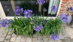 Agapanthus Africanus, Tuin en Terras, Planten | Tuinplanten, Vaste plant, Volledige schaduw, Zomer, Ophalen