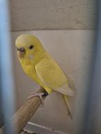 Verschillende TT waardige grasparkieten