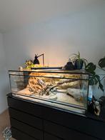 Terrarium + baardagaam, Dieren en Toebehoren, Ophalen, Zo goed als nieuw