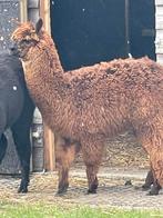 Alpaca Hengst Veulen Donker Bruin, Dieren en Toebehoren, Mannelijk