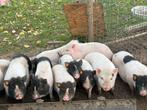Mini varkens - geboren 4 juli, Dieren en Toebehoren, Schapen, Geiten en Varkens