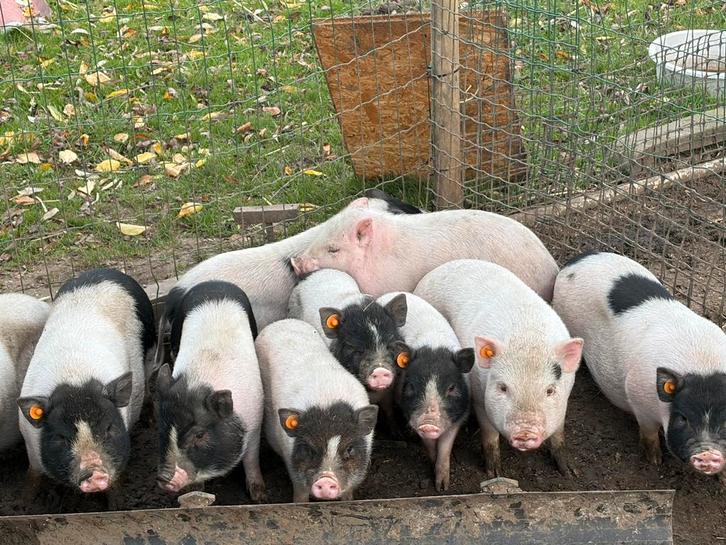 Mini varkens - geboren 4 juli, Animaux & Accessoires, Moutons, Chèvres & Cochons