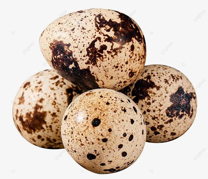 Japanse broedeieren, Dieren en Toebehoren, Pluimvee, Overige soorten, Vrouwelijk