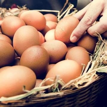 Scharreleieren  beschikbaar voor biedingen