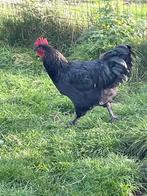 Zwarte haan van +/- 5m, Dieren en Toebehoren, Pluimvee, Mannelijk, Kip