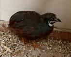 Chinese dwergkwartels, Dieren en Toebehoren, Vogels | Overige Vogels