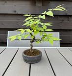 Zelkova Serrata Shohin bonsai, Tuin en Terras, Planten | Bomen, Halfschaduw, Overige soorten, Lente, Minder dan 100 cm