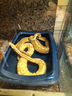 2 pythons hand tam, Dieren en Toebehoren, Reptielen en Amfibieën, Slang, Tam