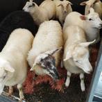 ooilammeren 30-35kg, Animaux & Accessoires, Moutons, Chèvres & Cochons