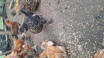 Sierkippen beschikbaar voor biedingen