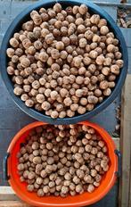 Verse okkernoten - 20kg beschikbaar, Ophalen