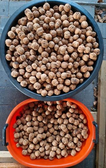 Verse okkernoten - 20kg beschikbaar beschikbaar voor biedingen