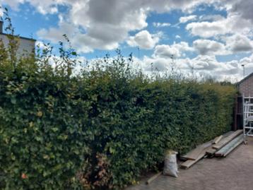 Gratis haag beschikbaar voor biedingen