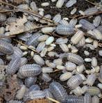 isopods armadillidium peraccae