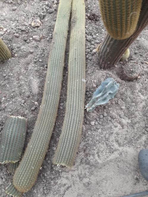 Cactusscheuten, vetplanten en 4 cactussen., Huis en Inrichting, Kamerplanten, Ophalen