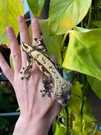 Wimpergekko man (pie bald op de kop), Dieren en Toebehoren, Reptielen en Amfibieën, Overige soorten, 3 tot 6 jaar