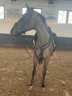 7 jarige ruin met goede papieren, Animaux & Accessoires, Chevaux, Hongre, Débourré, Moins de 160 cm, Vermifugé