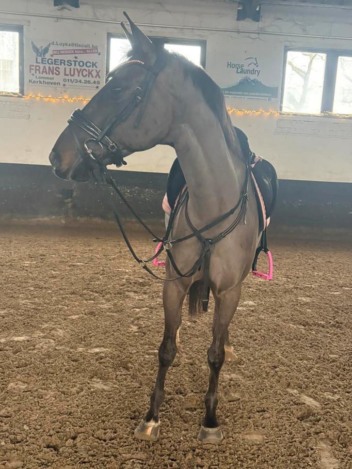 7 jarige ruin met goede papieren, Animaux & Accessoires, Chevaux, Hongre, Débourré, Moins de 160 cm, 7 à 10 ans, Cheval de récréation
