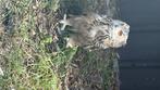 Siberische oehoe, Dieren en Toebehoren, Vogels | Overige Vogels, Mannelijk, Roofvogel, Geringd