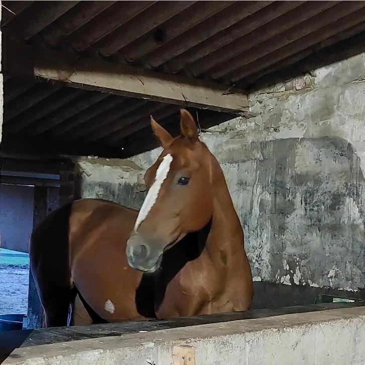 Fokmerrie Triomphe de Muze 2007, Animaux & Accessoires, Chevaux, Jument