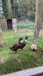 Koppel Indische loopeenden, Dieren en Toebehoren