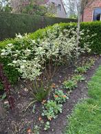 Cornus Alba Kornoelje 6 stuks, Ophalen, Lente, Vaste plant, Overige soorten