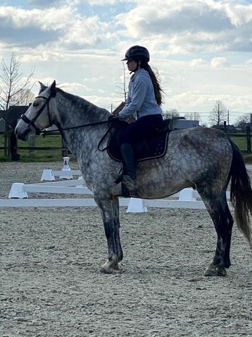 PRE ruin 9 jaar, +1.65, & ANCCE papier MUST SELL URGENTLY!! beschikbaar voor biedingen