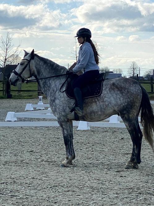 PRE ruin 8 jaar, +1.65, schimmel met ANCCE papier, Dieren en Toebehoren, Paarden, Ruin, Zadelmak, 170 tot 175 cm, 7 tot 10 jaar