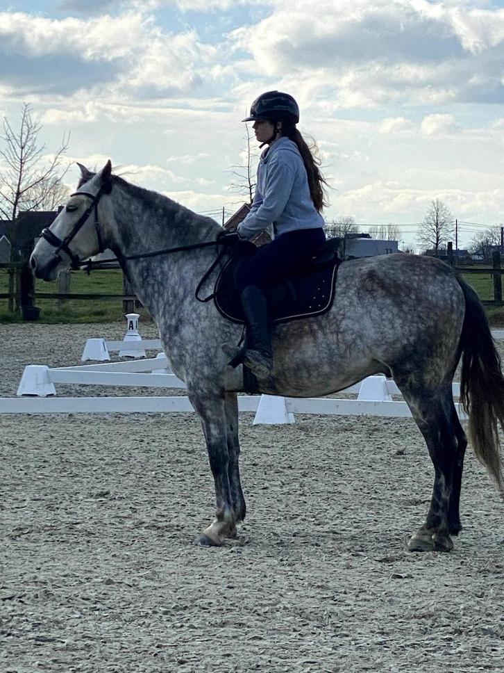 PRE ruin 8 jaar, +1.65, schimmel met ANCCE papier MUST SELL!, Dieren en Toebehoren, Paarden, Ruin, Zadelmak, 170 tot 175 cm, 7 tot 10 jaar