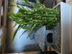 Lucky Bamboo - Zen en elegante compositie, Huis en Inrichting, Ophalen