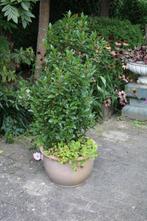 grote laurier, Ophalen, Vaste plant