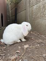 Franse Hangoor, Dieren en Toebehoren, Hangoor