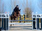 16 jarige merrie, Dieren en Toebehoren, Paarden, Merrie