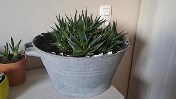 vetplant beschikbaar voor biedingen