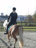 stalling, Dieren en Toebehoren, Stalling, 2 of 3 paarden of pony's
