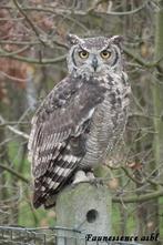 🦅 Stage de fauconnerie – Expérience unique avec rapace 🦅, Enlèvement