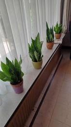 4 mooie sanseverias, Ophalen