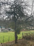 Maretak of Mistletoe bol, Tuin en Terras, Ophalen