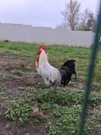 Haan, Dieren en Toebehoren