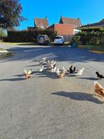 chabo's, Meerdere dieren, Kip