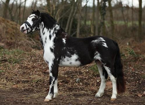 Welsh Hengsten ter dekking, Dieren en Toebehoren, Pony's
